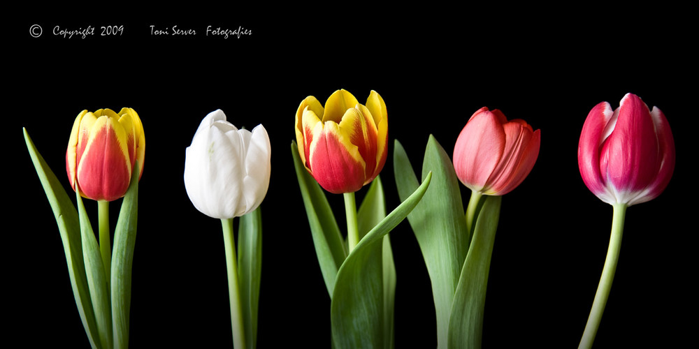 Tulipans