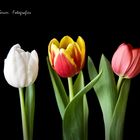 Tulipans