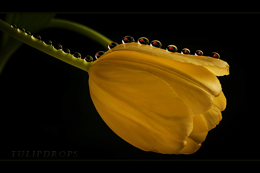 Tulipdrops