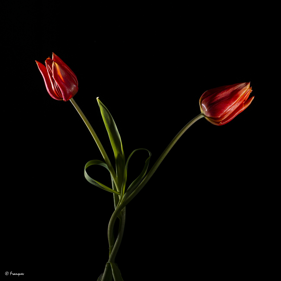 Tulipe-1