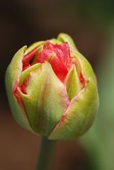 Tulipe 1