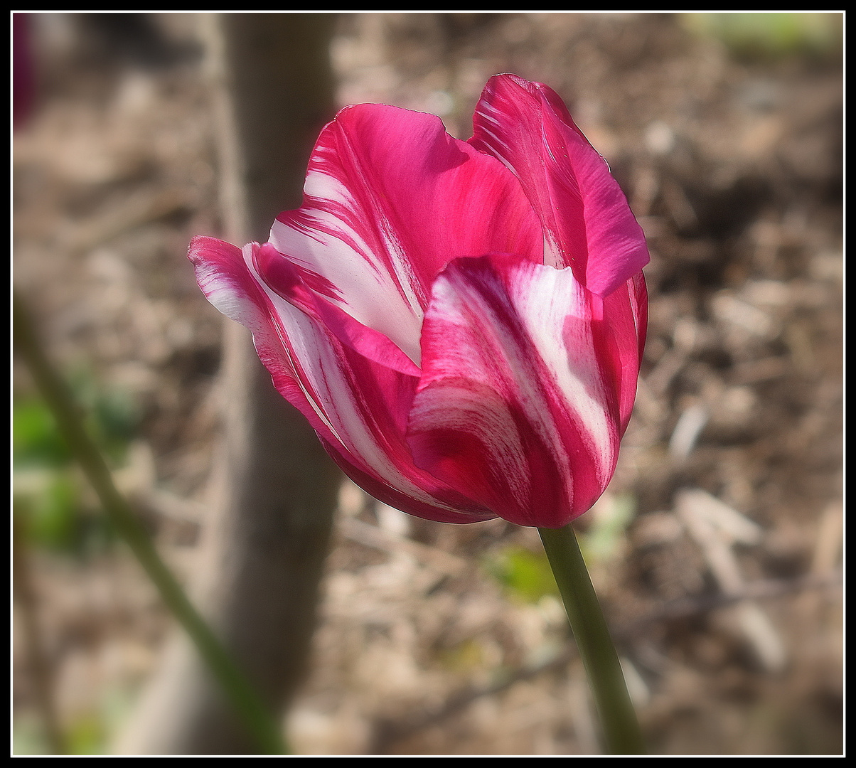 tulipe