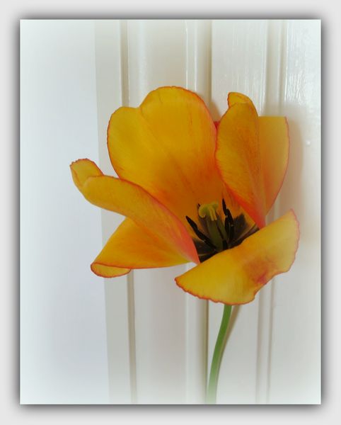 Tulipe