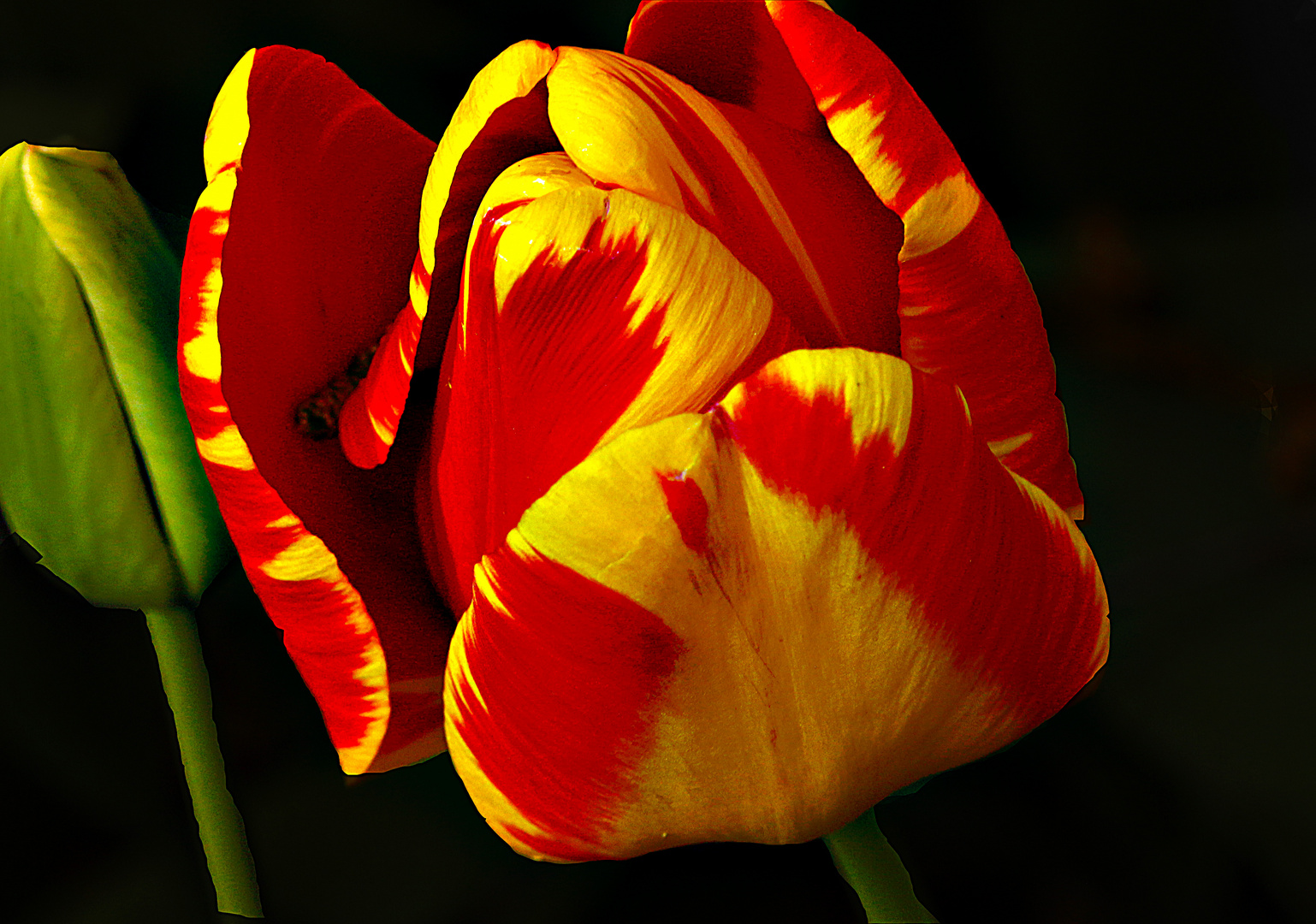 tulipe