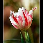 tulipe 3