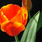 Tulipe