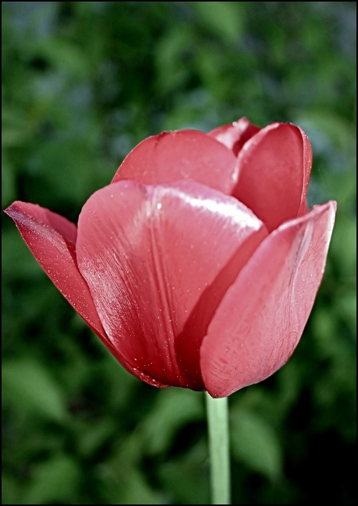 ~ tulipe ~