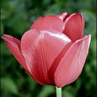 ~ tulipe ~