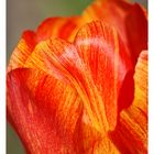 Tulipe 4 Encadrée