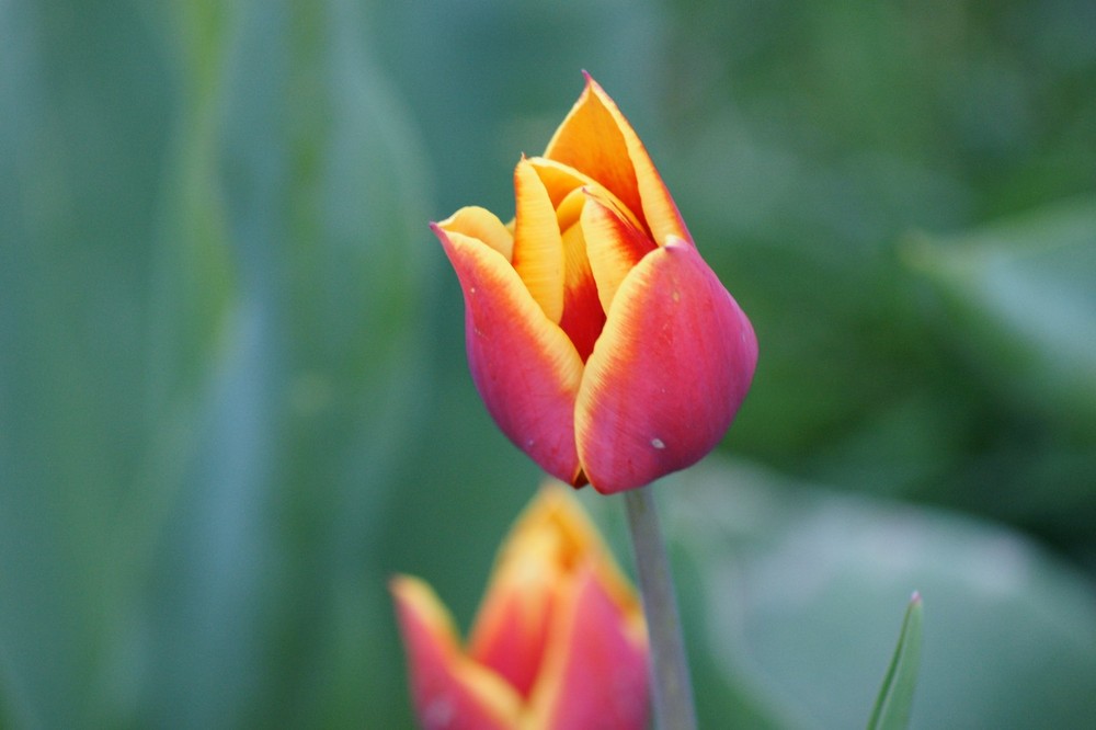 TULIPE