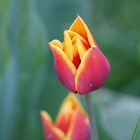 TULIPE