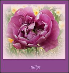 tulipe