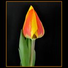 Tulipe