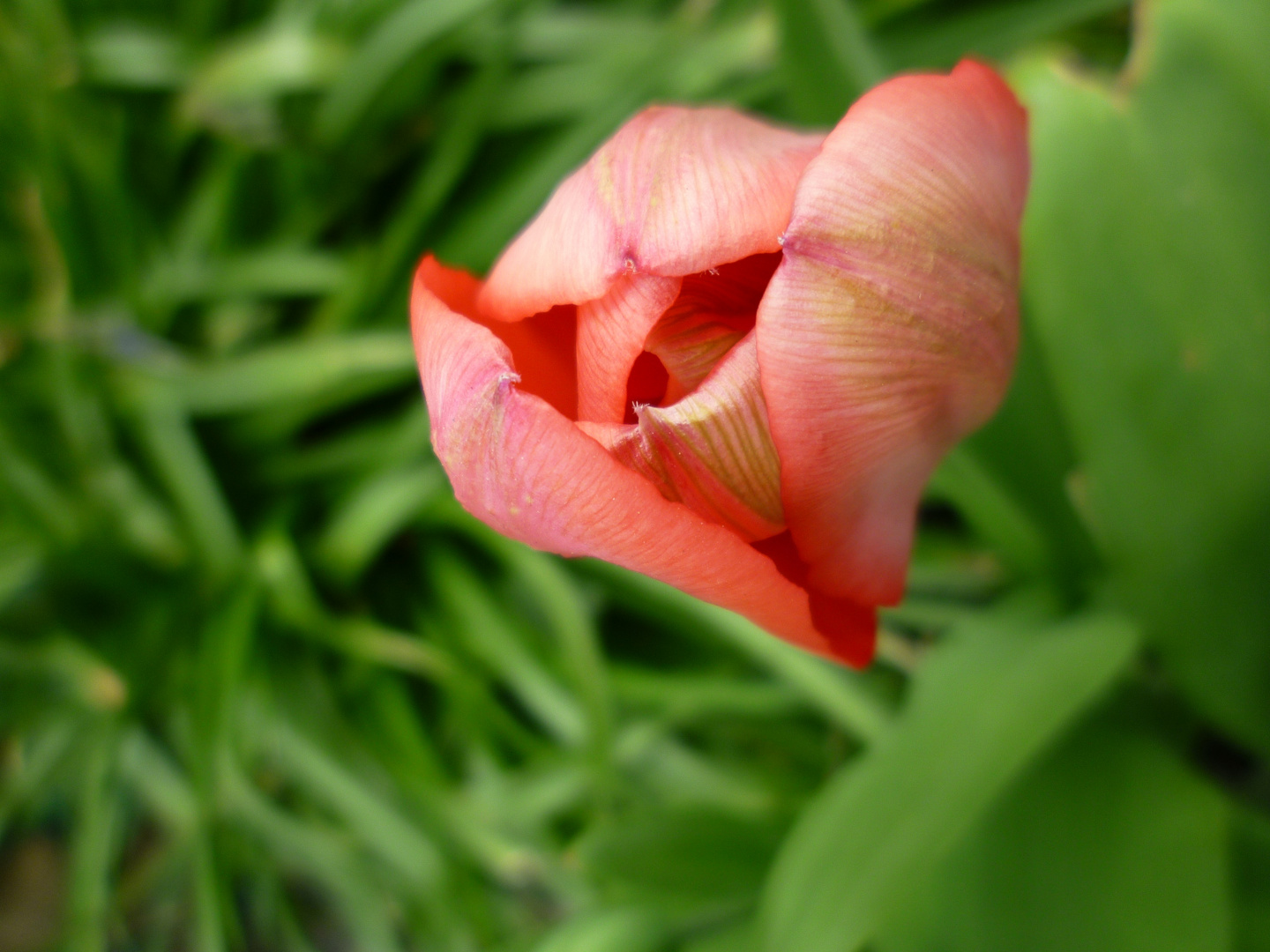 Tulipe