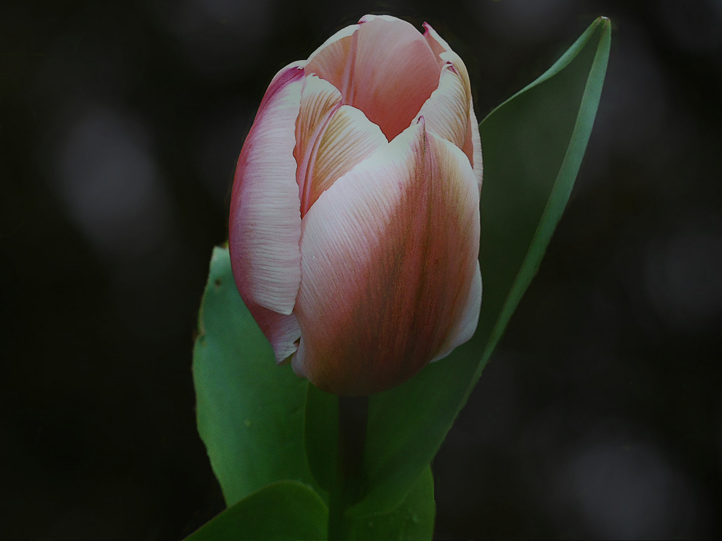 Tulipe