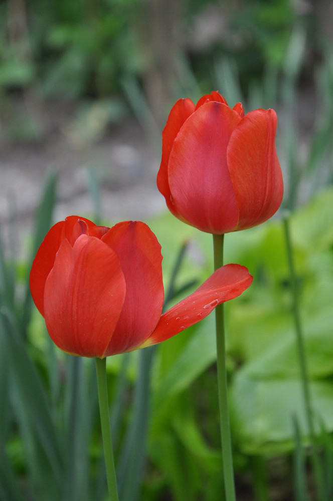 tulipe