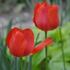 tulipe