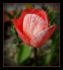 tulipe