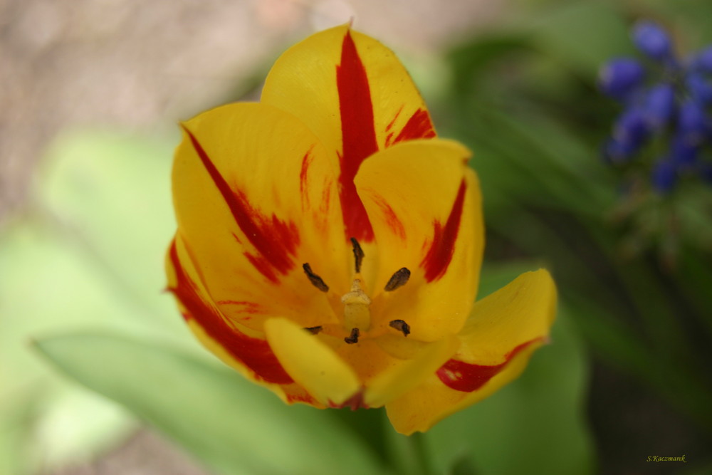 Tulipe