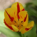 Tulipe