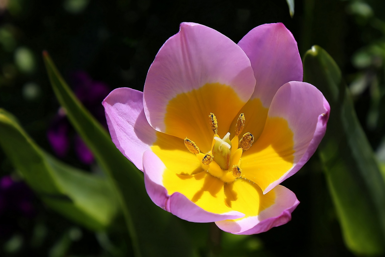 Tulipe bicolore