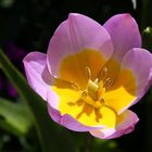 Tulipe bicolore