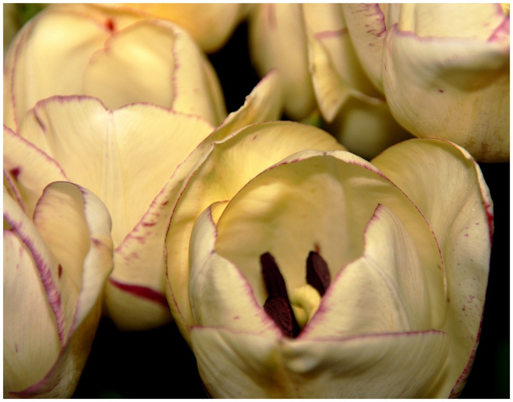 TULIPE BLANCHE