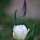 tulipe blanche