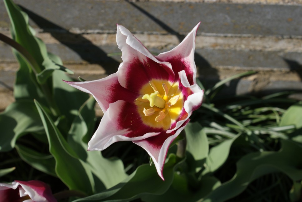 tulipe