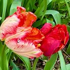 Tulipe carnassière!