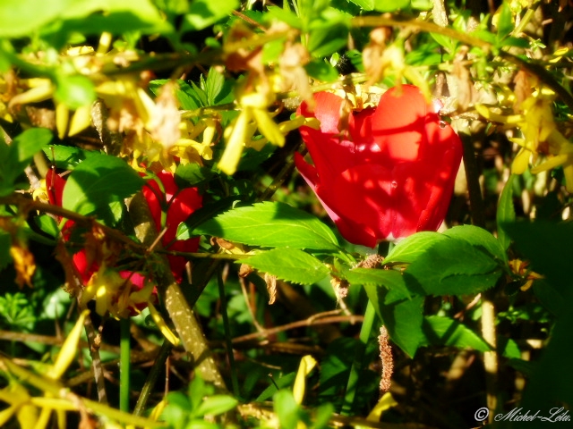 Tulipe dans la brousse