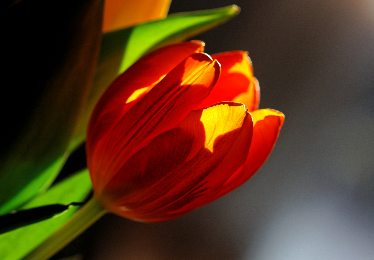 Tulipe dans la lumière d'un petit matin