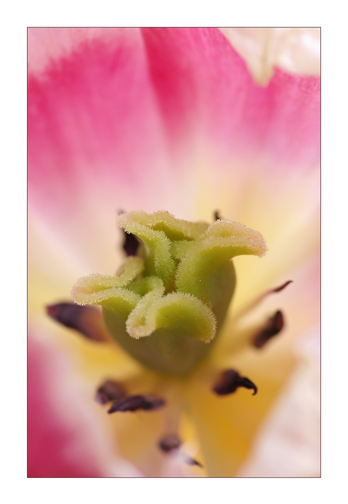 Tulipe de Couleur