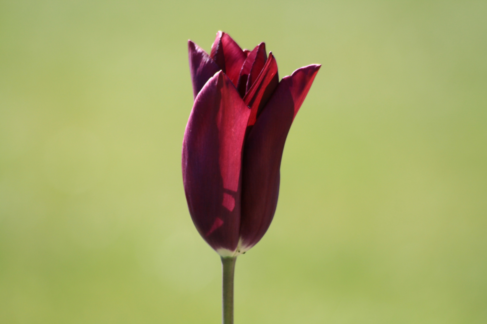 TULIPE DE L EVECHE