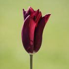 TULIPE DE L EVECHE