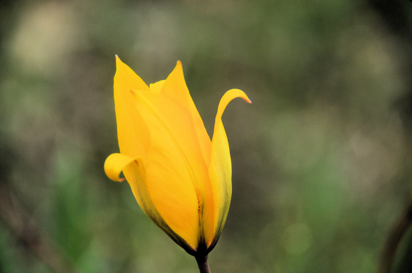 Tulipe de vigne