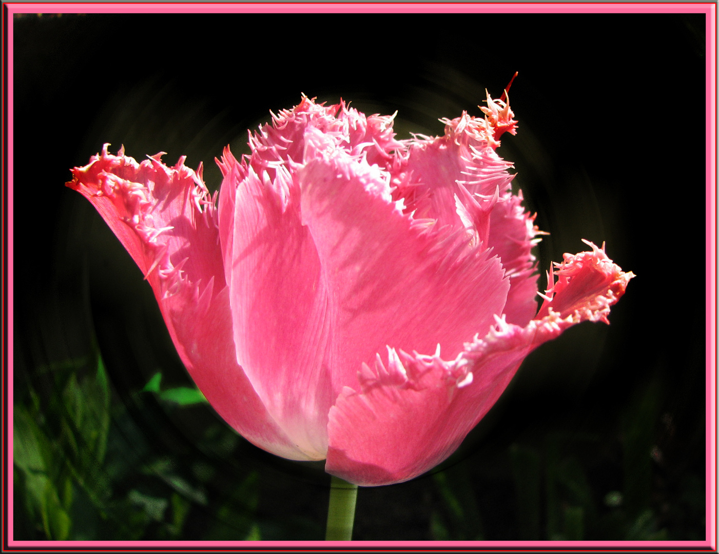 Tulipe dentelles "Canasta"