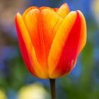 Tulipe des villes