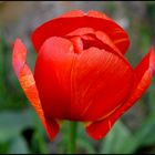 Tulipe