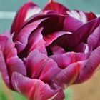 Tulipe du jardin