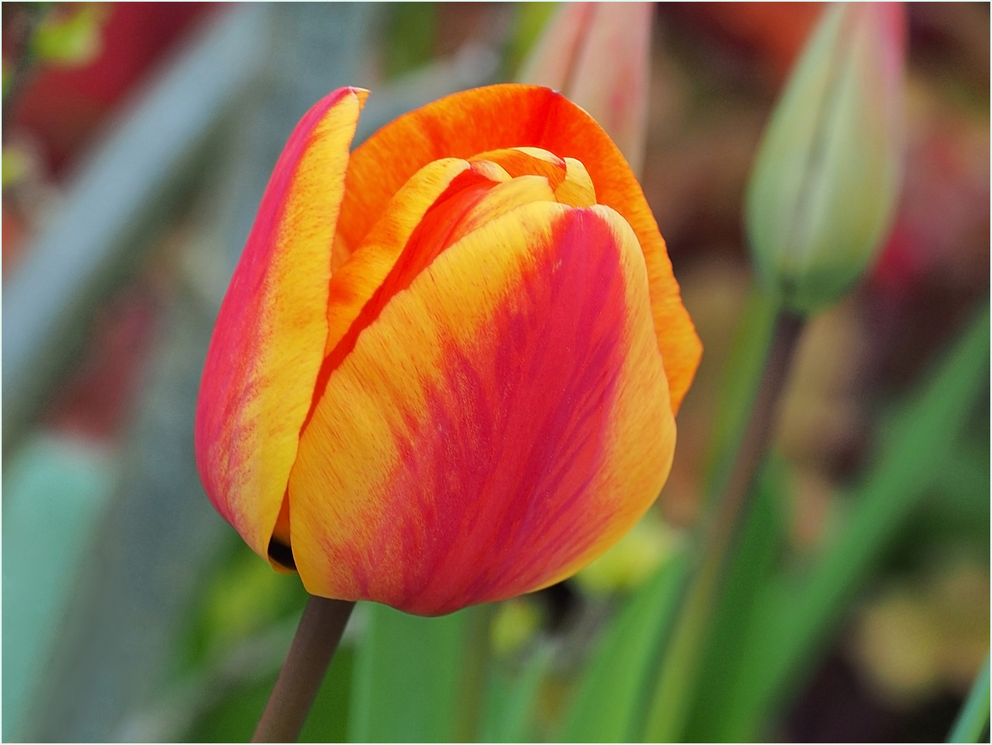 Tulipe du jardin