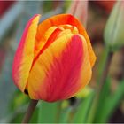 Tulipe du jardin