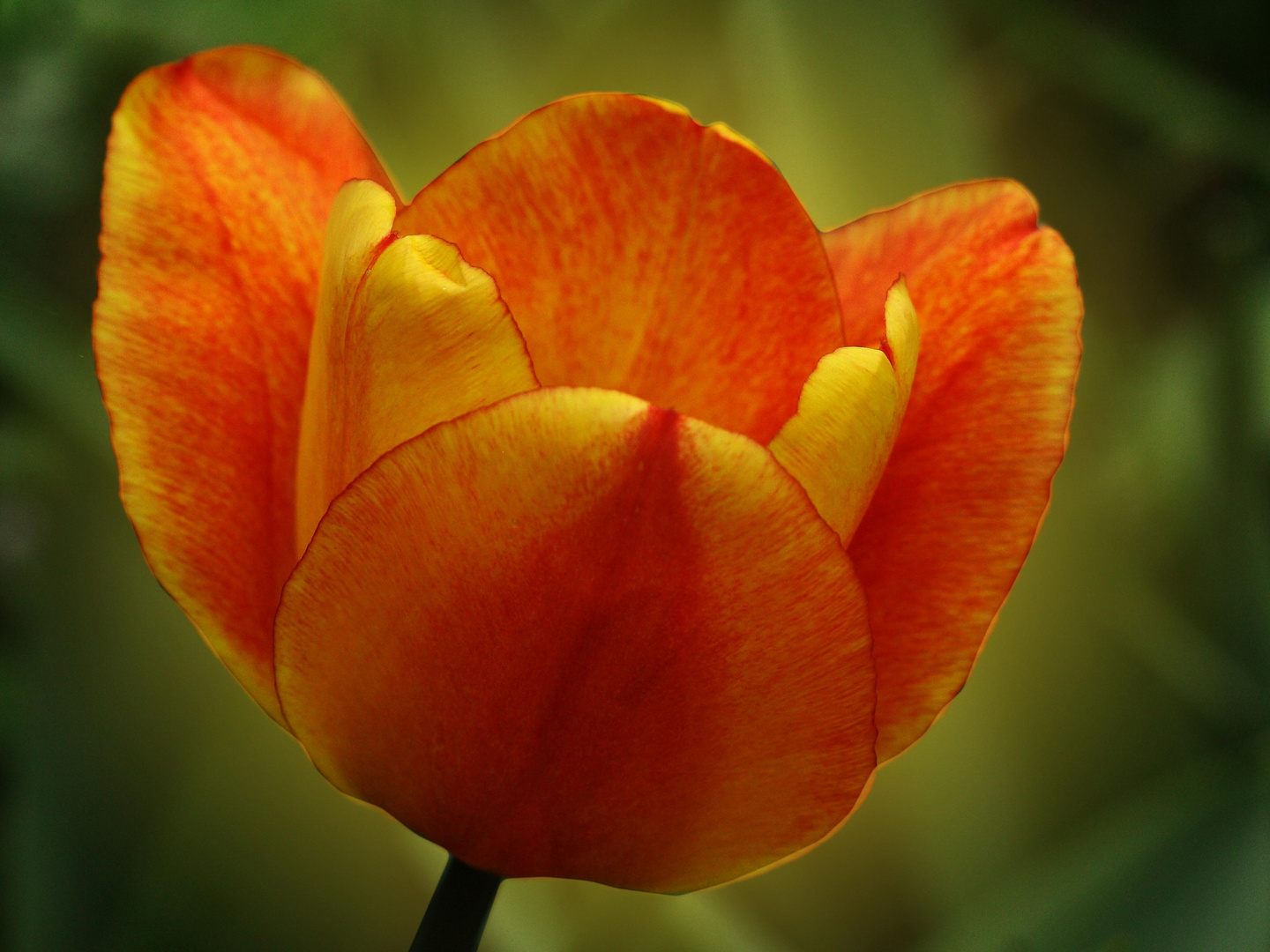 Tulipe