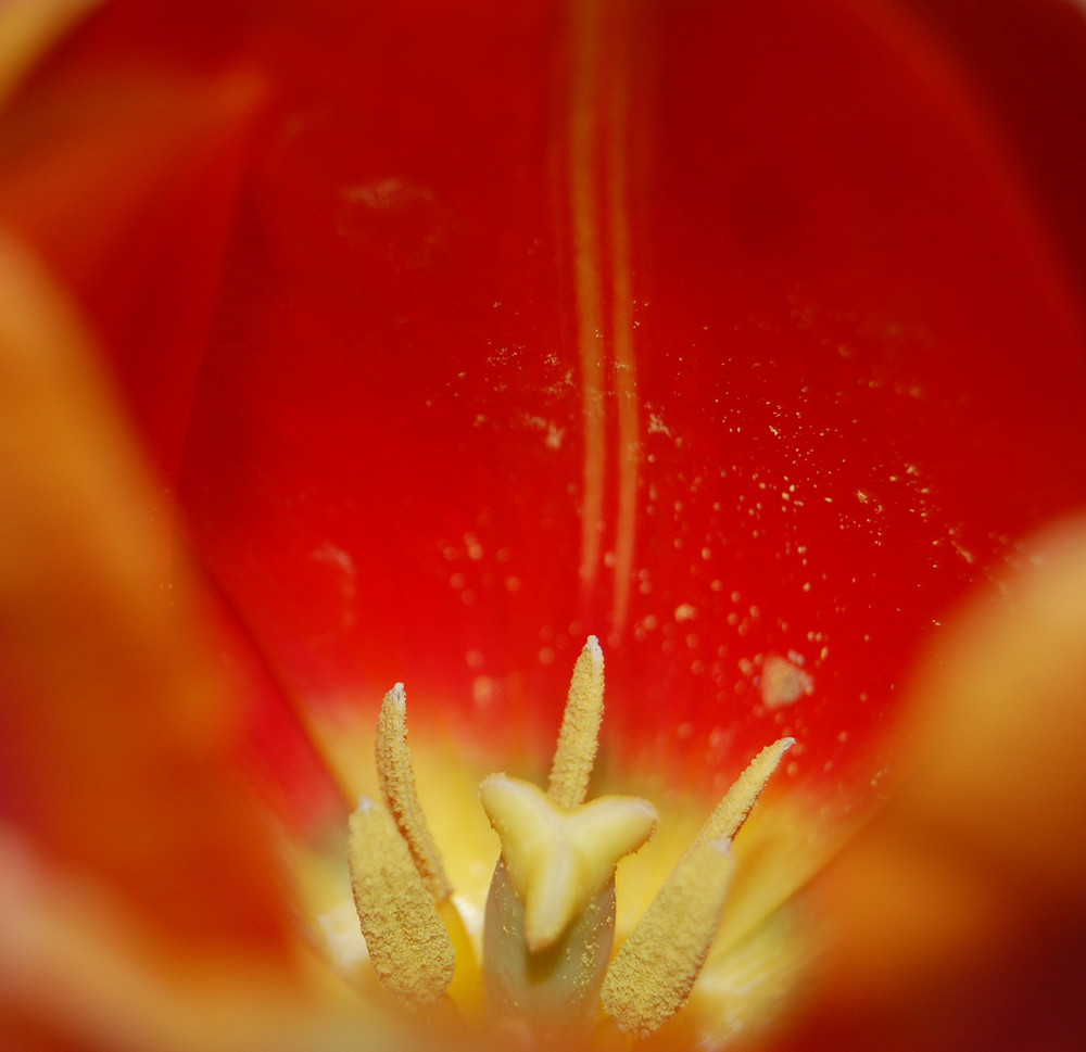 tulipe en extase