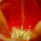 tulipe en extase