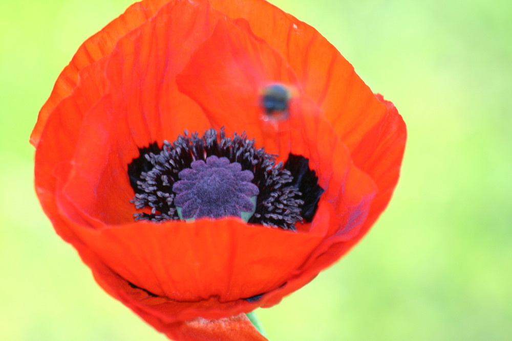 Tulipe et bourdon