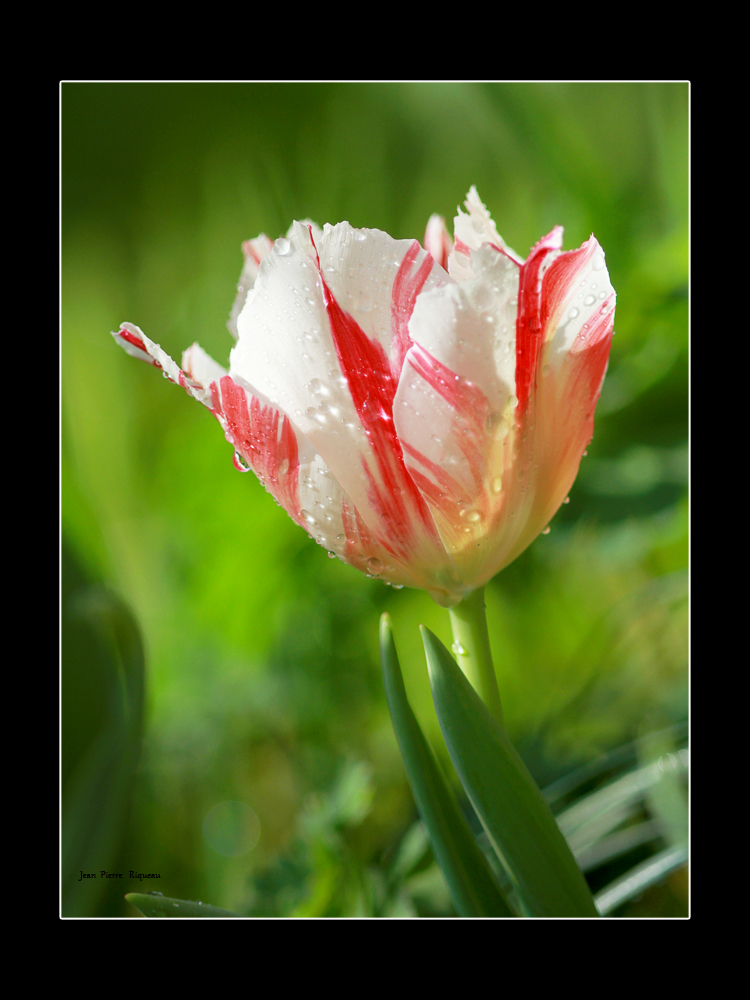 tulipe et rosée