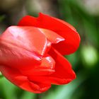 tulipe