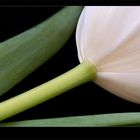* tulipe III *