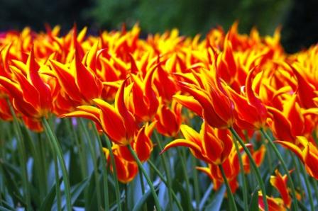 Tulipe, jardin de Bigard, Bruxelles